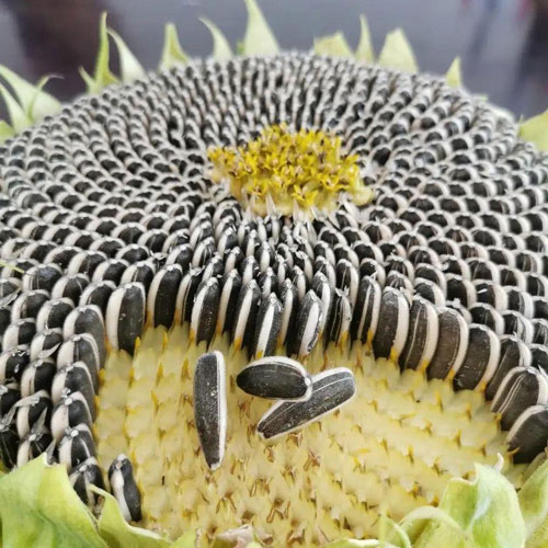 Sunflower Seeds